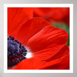 Poster Primavera vermelho da papoila floral