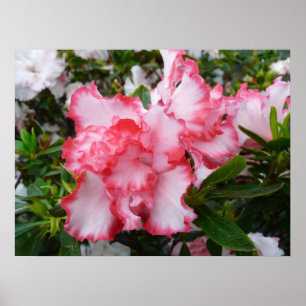 Pôster Primavera vermelho e branco dobro das azáleas