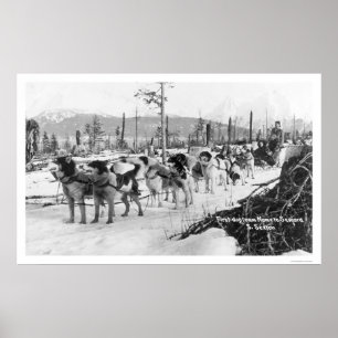Pôster Primeira Equipe de Cachorros no Alaska 1910