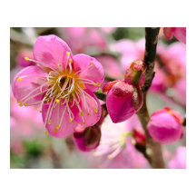 Primeira Flor da Ameixeira em Close-Up