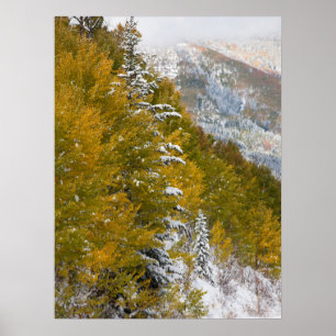 Poster Primeira neve