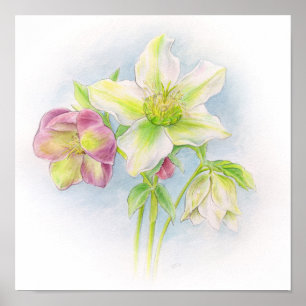 Pôster Primeiro sinal da arte da aguarela dos hellebores
