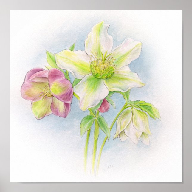 Pôster Primeiro sinal da Primavera hellebores aquarela (Frente)