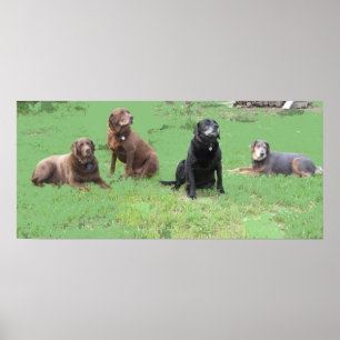 Poster Primeiros quatro