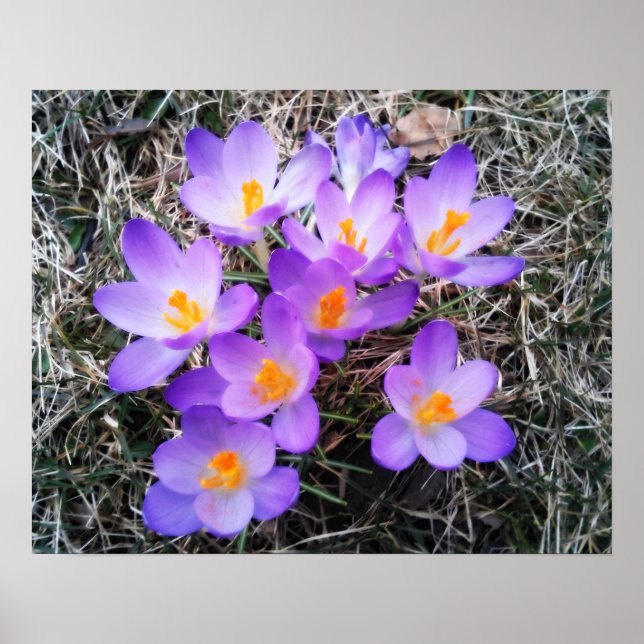 POSTER PRIMEIROS SINAIS DE PRIMAVERA (Frente)