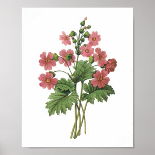 Poster primrose(Primula sinensis) by Redouté