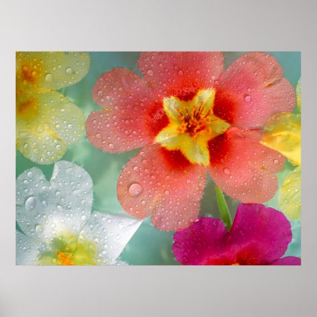 Pôster Primrose Radiante (Frente)