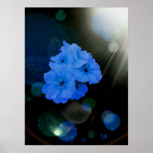 Poster Primroses flores em azul