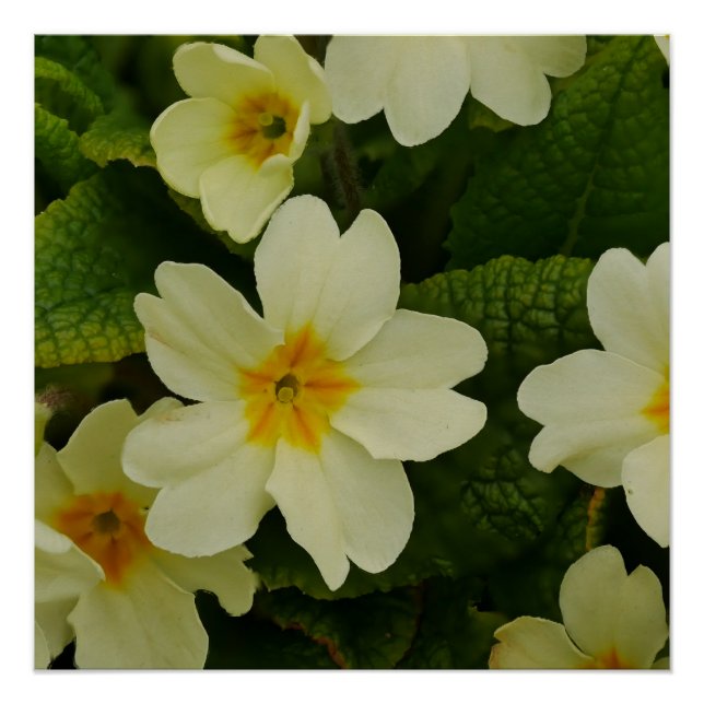 Pôster Primroses Poster (Frente)