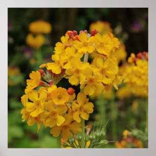 Pôster Primula de florescência dos candelabros