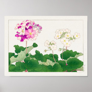 Poster Primula de Tanigami Konan