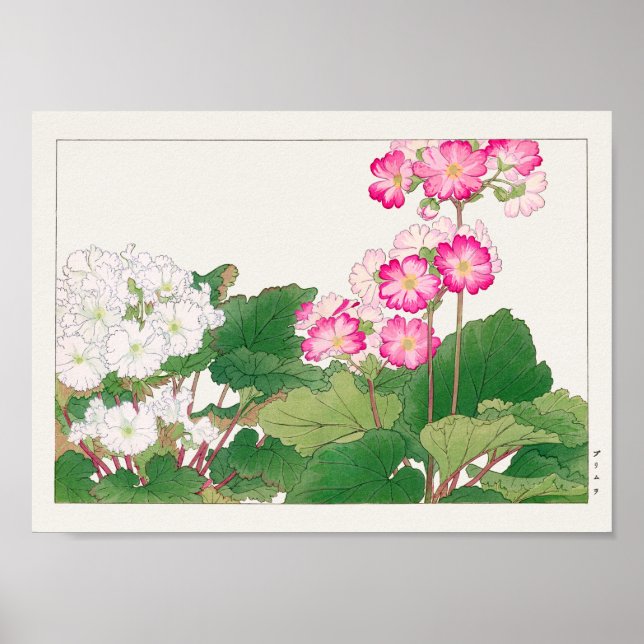 Poster Primula de Tanigami Konan (Frente)