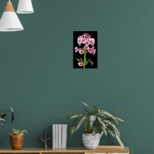 Poster Primula Floral de Candelabro Rosa