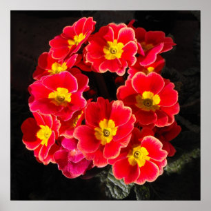 Pôster Primula Vermelha em primavera