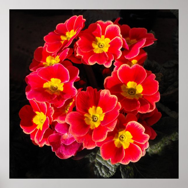 Pôster Primula Vermelha em primavera (Frente)