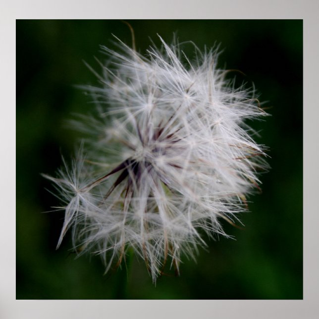 Poster Princesa Soft Dandelion (Frente)