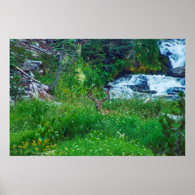 Poster Príncipe da Floresta (Frente)