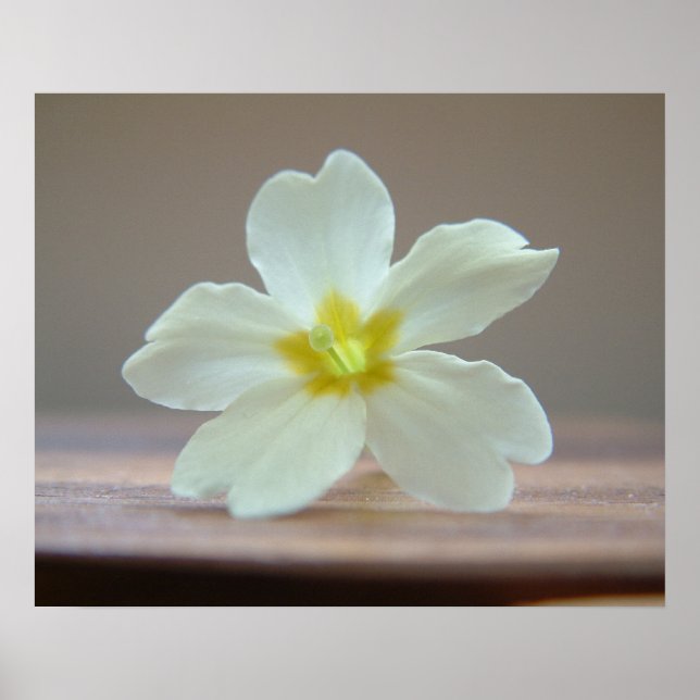 Poster Prinrose (Frente)