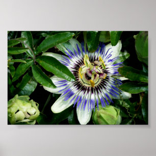 Poster ~Print~ da flor da paixão