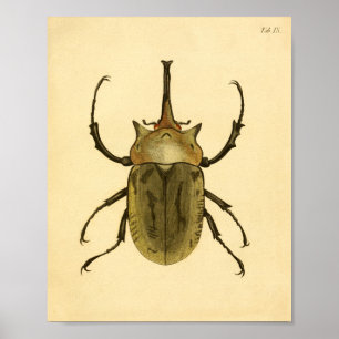 Pôster Print “entomologia IV "