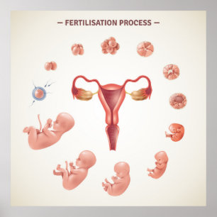 Poster Processo de fertilização humana