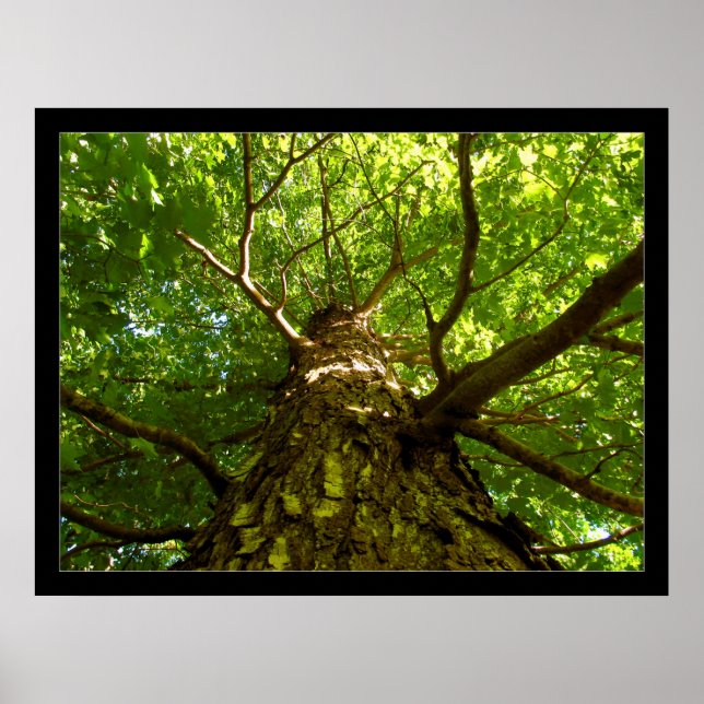 Poster Procurando (Frente)