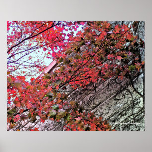 PÔSTER PROCURANDO ATRAVÉS DO CRIMSON LEAVES/DIG.EFFEC
