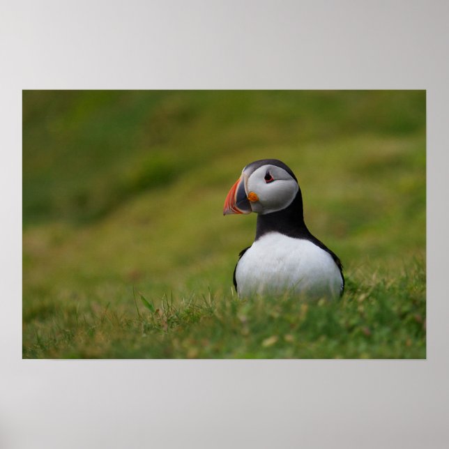 Poster Procurando o Burrow Puffin (Frente)
