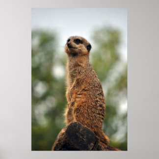 Pôster Procurando por amor