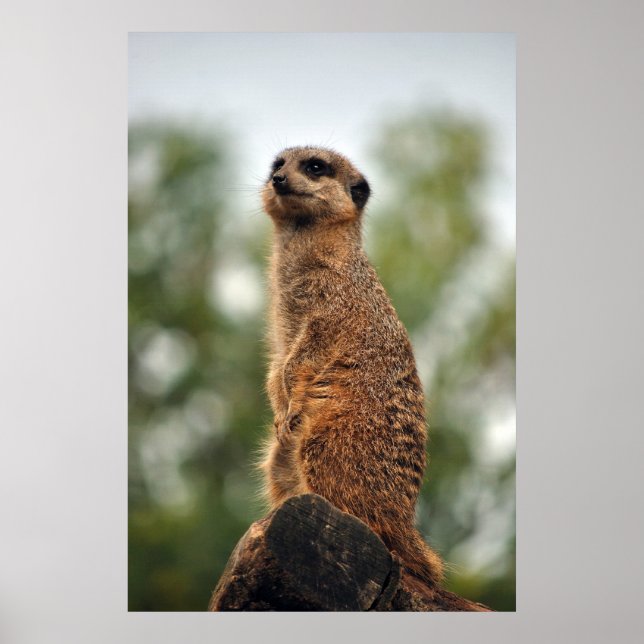 Pôster Procurando por amor (Frente)