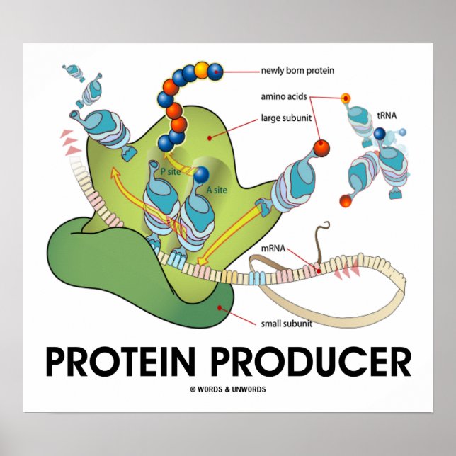 Pôster Produtor De Proteínas (Biologia Molecular) (Frente)