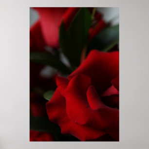 Pôster Profundamente, obscuridade - rosas vermelhas