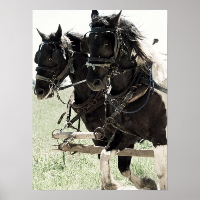 Pôster Projetos de Pinto no Trabalho (Frente)