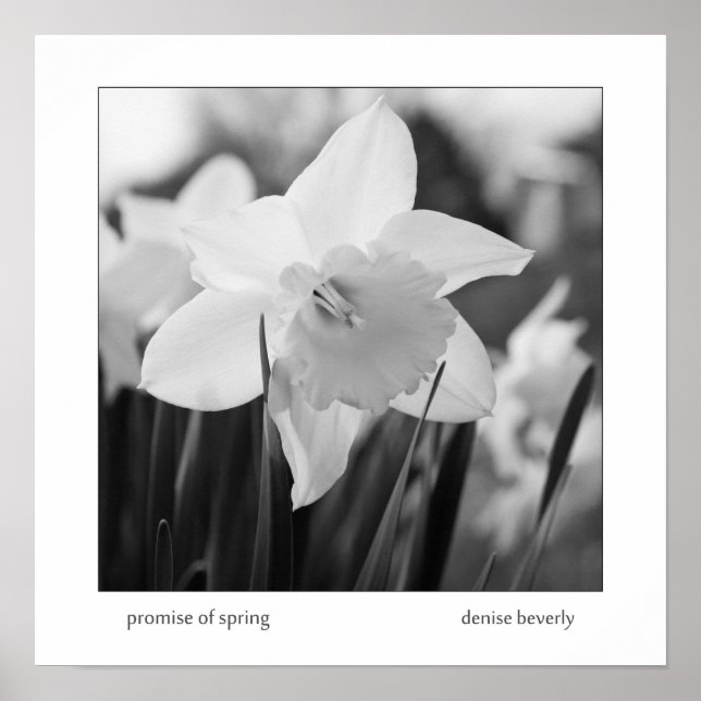 Poster promessa de primavera daffodil jonquil preto e bra (Frente)