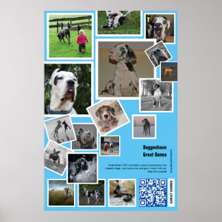 Poster Promoção Imensa de Canis