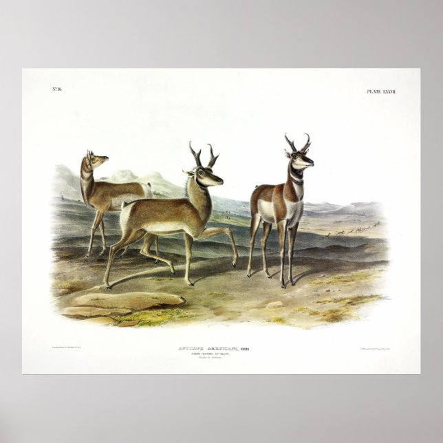 Poster Prong-horned Antelope (Pronghorn) by Audubon (Frente)