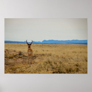 Poster Pronghorn
