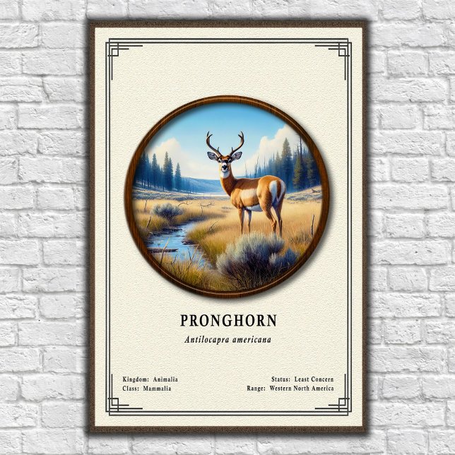 Poster Pronghorn (American Antelope) Zoology Series (Criador carregado)