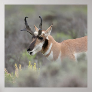 Poster Pronghorn Antelope Buck   Grand Tetons