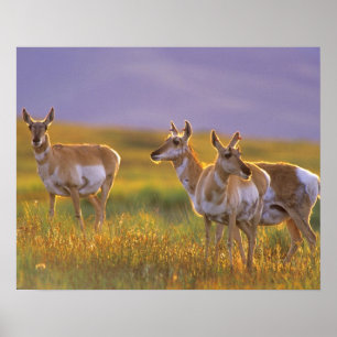 Pôster Pronghorn Antelope em Montana
