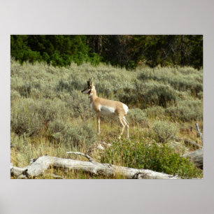 Pôster Pronghorn no Grand Teton National Park