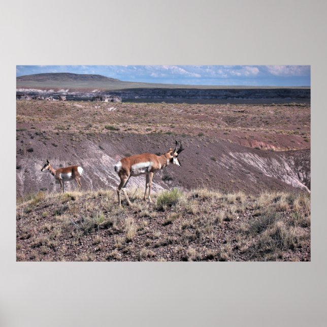 Poster Pronghorn Sheep (Frente)