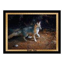 Pronto para Raposa de cinza