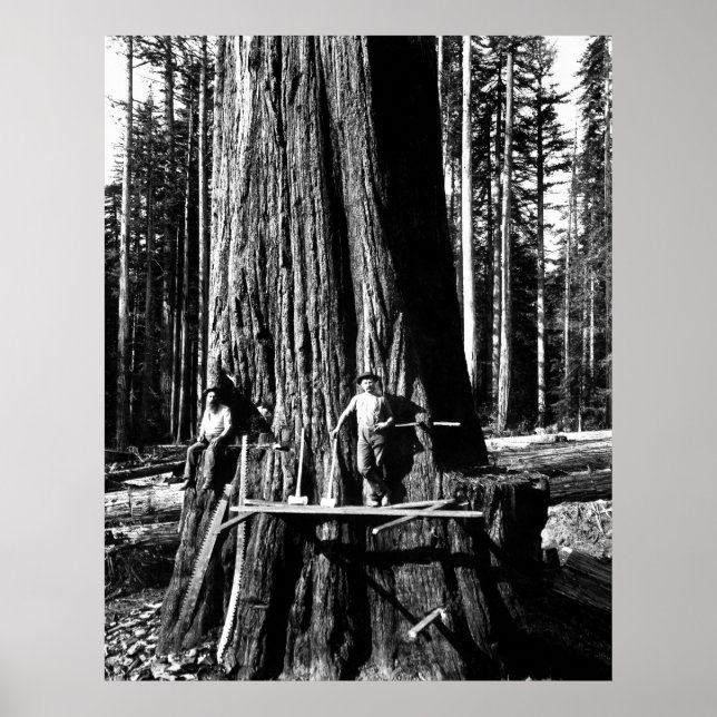 Pôster PRONTO PARA SOLTAR UMA SEQUOIA GIGANTE c. 1888 (Frente)