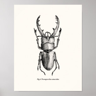 Poster Prosopocoilus astacoides - escaravelho gigante
