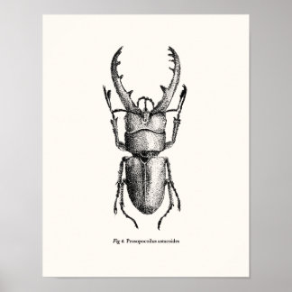 Poster Prosopocoilus astacoides - escaravelho gigante