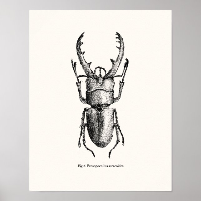 Poster Prosopocoilus astacoides - escaravelho gigante (Frente)