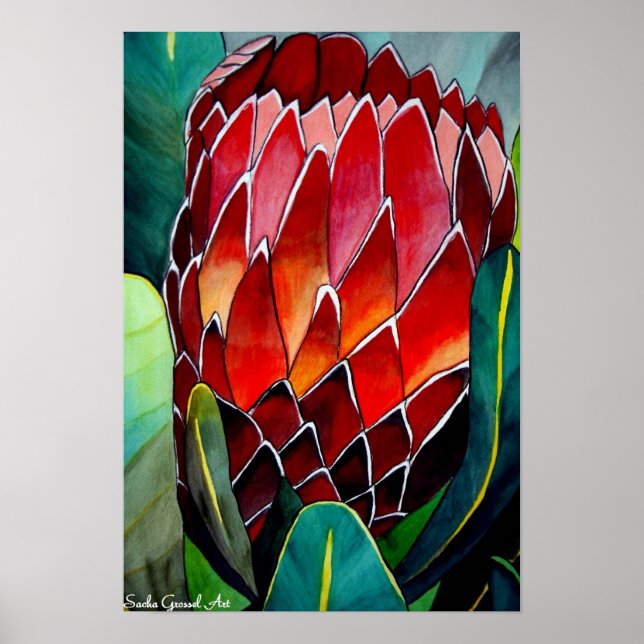 Poster Protea flor aquarela pintura de arte original (Frente)