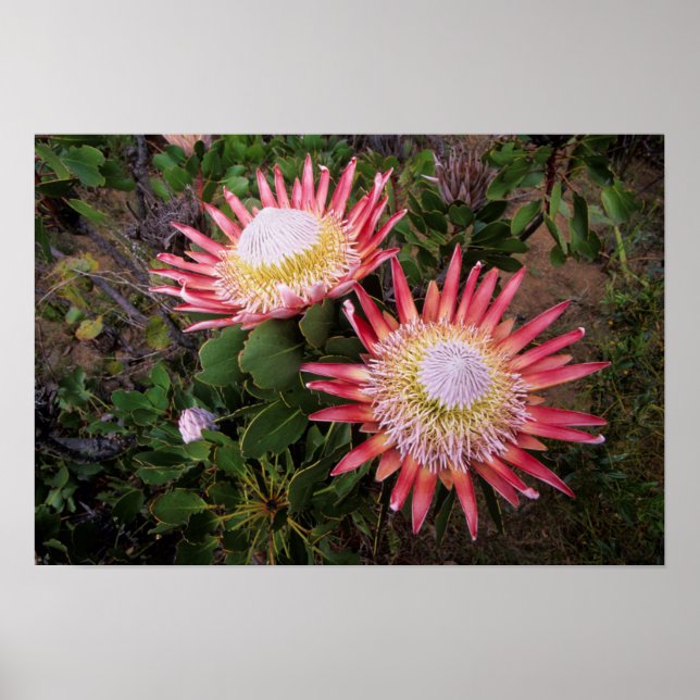 Poster Protea-rei (Protea Cynaroides), Helderberg (Frente)