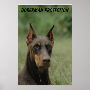 Poster Proteção do Doberman